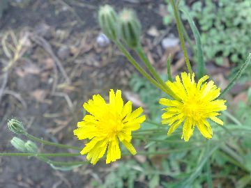 Hypochoeris radicata ?... Hypochoeris  sp.